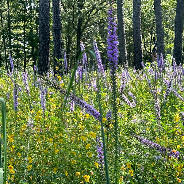 Blazing Star (Liatris spicata)