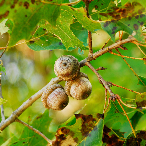 Northern Red Oak Tree Seedlings For Sale Quercus Rubra Nativ Nurseries