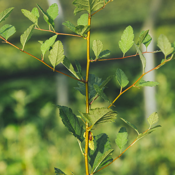 Prairie Crab Apple Seedlings for Sale | Nativ Nurseries