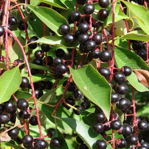 Black Cherry / Mulberry Fruit Tree Package