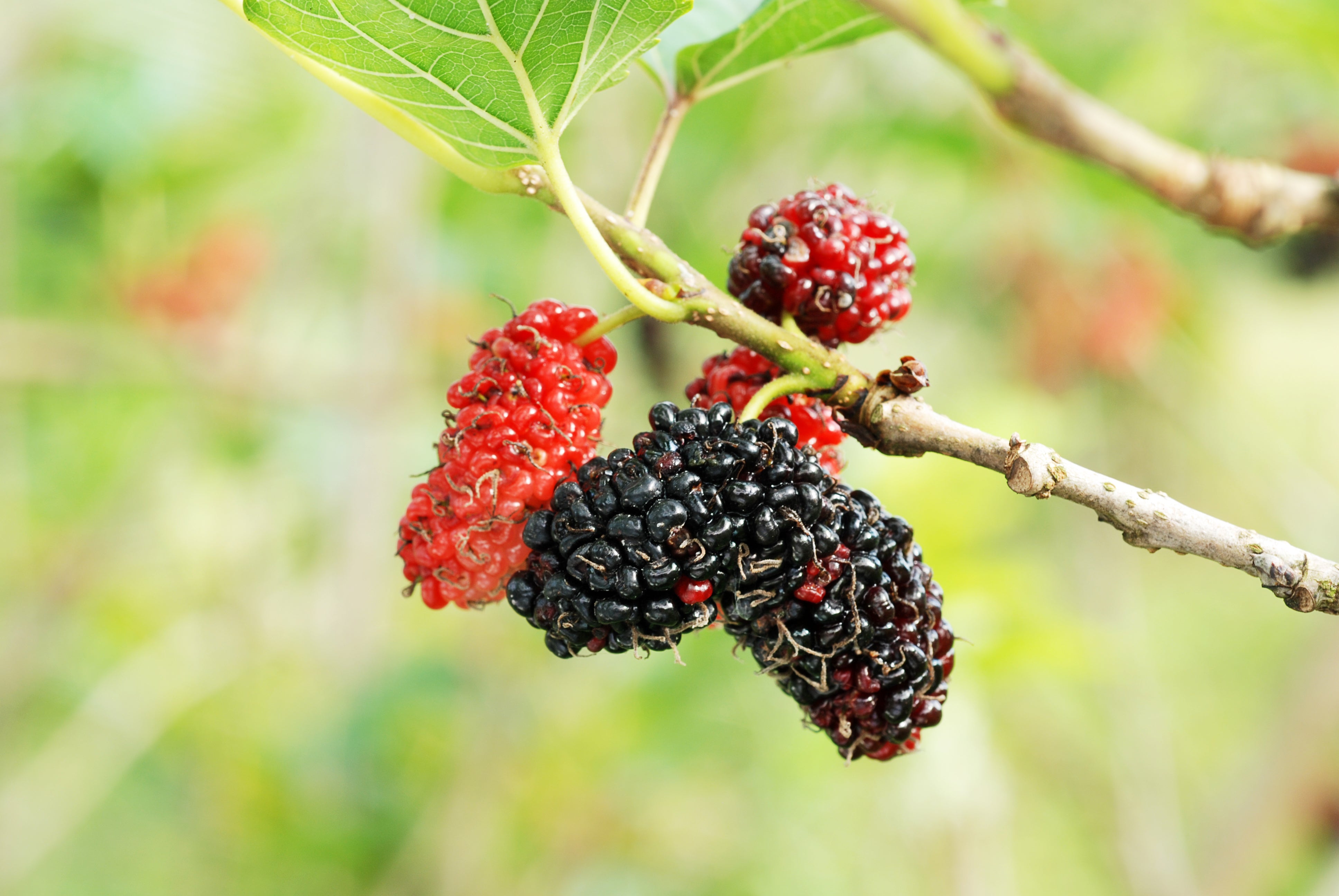 Mulberry Trees For Sale