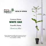 White Oak Bundle (Quercus alba)