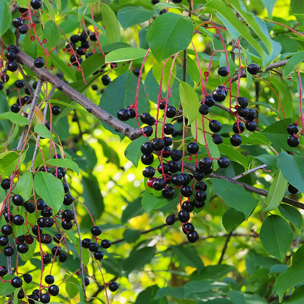 black cherry fruit tree