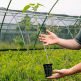 Southern Catalpa (Catalpa bignonioides)