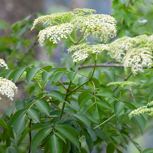 Elderberry Tree Seedlings for Sale (Sambucus canadensis) – Nativ Nurseries