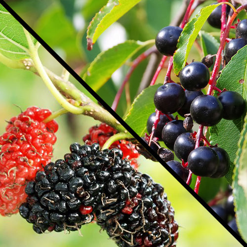 https://www.nativnurseries.com/cdn/shop/products/fall-fruit-tree-image-blk-cherry-red-mulberry-2.jpg?v=1604936697